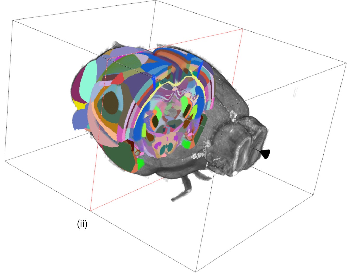 Colored anatomical segmentation of a mouse brain